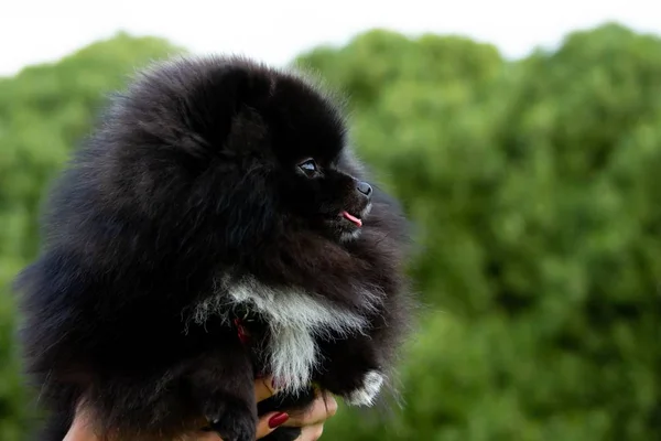 Valp Pomeranian Spitz Med Dess Ägare Ung Energisk Hund Körs — Stockfoto