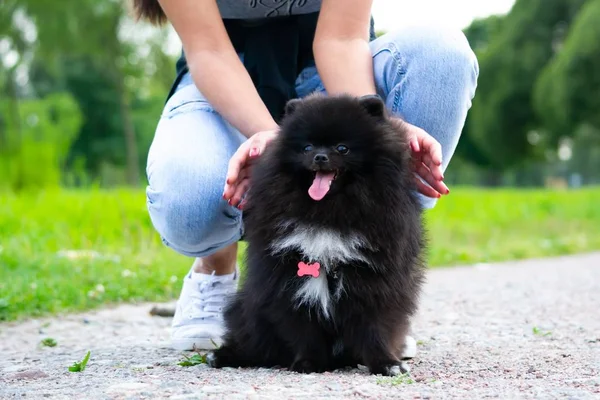 Puppy Pomeranian Spitz Its Owner Young Energetic Dog Running Walk — Stock Photo, Image