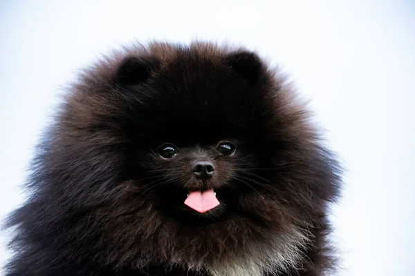 Puppy Pomeranian Spitz Com Seu Dono Jovem Cão Enérgico Uma — Fotografia de Stock