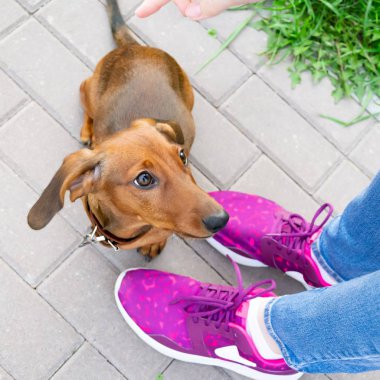 Onun sahibi ile minyatür daksund köpek yavrusu. Genç bir enerjik köpeği yürüyüşe geziyor. Oyun bir biçimde komutlarının yürütülmesini