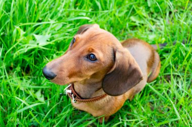 Onun sahibi ile minyatür daksund köpek yavrusu. Genç bir enerjik köpeği yürüyüşe geziyor. Oyun bir biçimde komutlarının yürütülmesini