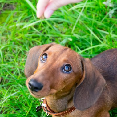 Onun sahibi ile minyatür daksund köpek yavrusu. Genç bir enerjik köpeği yürüyüşe geziyor. Oyun bir biçimde komutlarının yürütülmesini