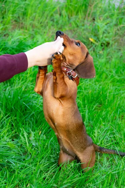 Miniature Dachshund Puppy Its Owner Young Energetic Dog Running Walk — Stock Photo, Image