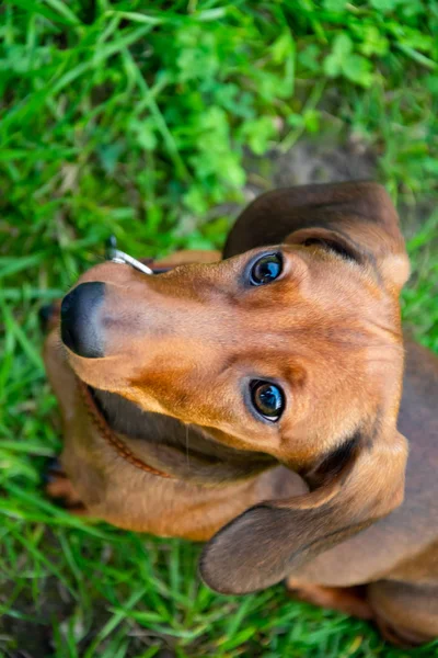 その所有者とミニチュア ダックスフンド子犬 若いエネルギッシュな犬は 散歩に走り回ってをいます ゲーム形式でコマンドの実行 — ストック写真