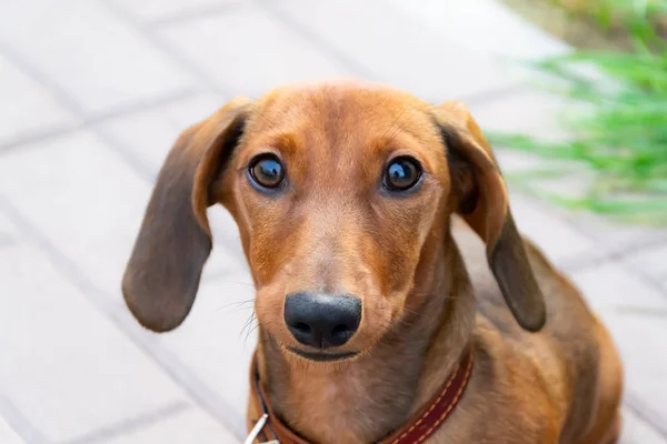 Cachorrinho Dachshund Miniatura Com Seu Dono Jovem Cão Enérgico Está — Fotografia de Stock