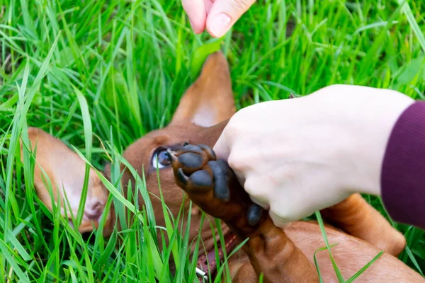 Cachorrinho Dachshund Miniatura Com Seu Dono Jovem Cão Enérgico Está — Fotografia de Stock