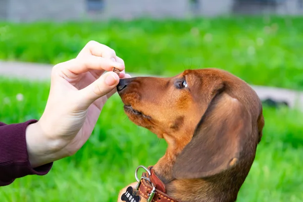 Cachorrinho Dachshund Miniatura Com Seu Dono Jovem Cão Enérgico Está — Fotografia de Stock