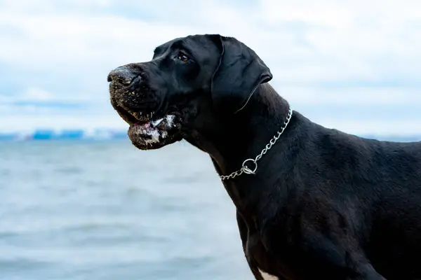 Jovem Enérgico Alemão Great Dane Caminha Praia Depois Uma Tempestade — Fotografia de Stock