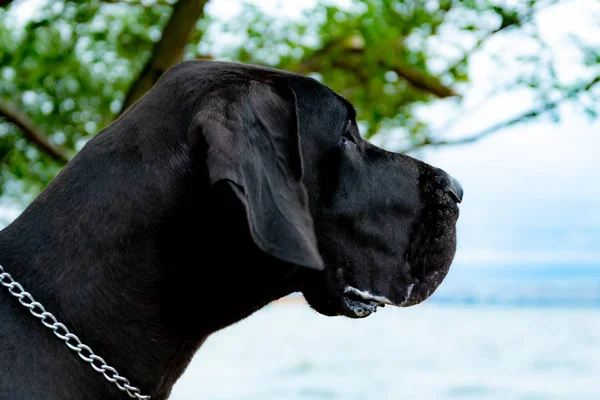 Jovem Enérgico Alemão Great Dane Caminha Praia Depois Uma Tempestade — Fotografia de Stock