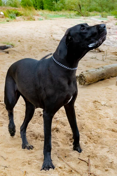 Jovem Enérgico Alemão Great Dane Caminha Praia Depois Uma Tempestade — Fotografia de Stock