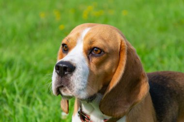 Genç enerjik beagle çayır yürür. Hayvanlar üzerinde çalışma, köpekler birbirleri ile oyun. Doğru iyi davranış