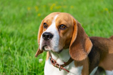 Genç enerjik beagle çayır yürür. Hayvanlar üzerinde çalışma, köpekler birbirleri ile oyun. Doğru iyi davranış