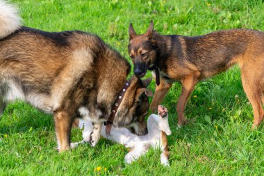 Genç enerjik beagle çayır yürür. Hayvanlar üzerinde çalışma, köpekler birbirleri ile oyun. Doğru iyi davranış