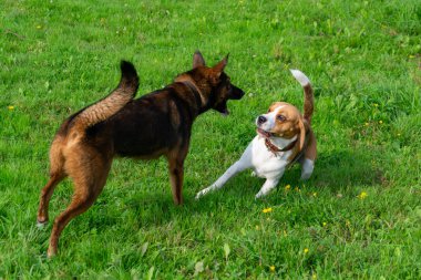 Genç enerjik beagle çayır yürür. Hayvanlar üzerinde çalışma, köpekler birbirleri ile oyun. Doğru iyi davranış
