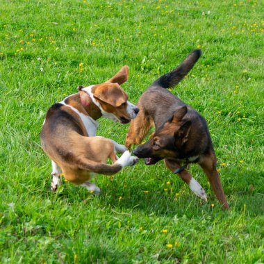 Genç enerjik beagle çayır yürür. Hayvanlar üzerinde çalışma, köpekler birbirleri ile oyun. Doğru iyi davranış