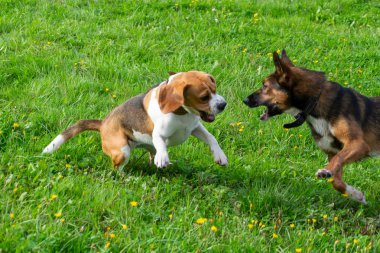 Genç enerjik beagle çayır yürür. Hayvanlar üzerinde çalışma, köpekler birbirleri ile oyun. Doğru iyi davranış
