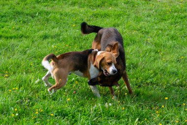 Genç enerjik beagle çayır yürür. Hayvanlar üzerinde çalışma, köpekler birbirleri ile oyun. Doğru iyi davranış