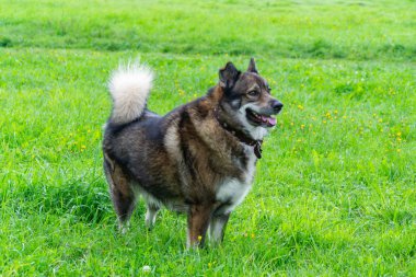 Genç enerjik melez köpek çayır yürür. Hayvanlar üzerinde çalışma, köpekler birbirleri ile oyun. Doğru iyi davranış