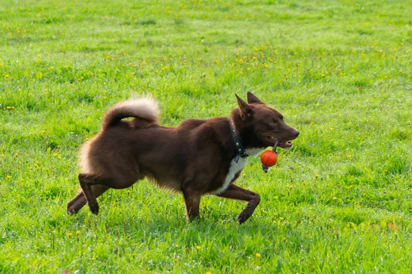 Fiatal Energikus Félvér Kutya Sétál Réten Háziállat Futás Kutyák Játszanak — Stock Fotó