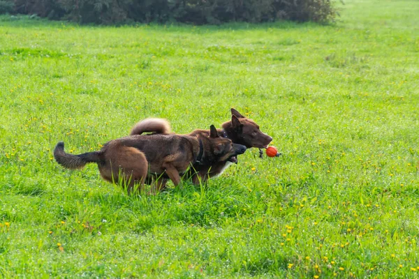 若いエネルギッシュな混血犬の草原を散歩します 犬のペット 他で遊ぶ 正しい良い動作 — ストック写真