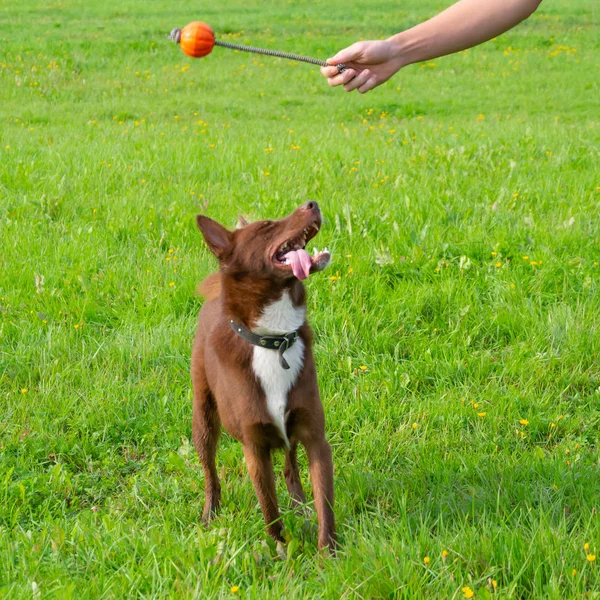 Der Junge Energische Mischlingshund Geht Auf Der Wiese Spazieren Haustiere — Stockfoto