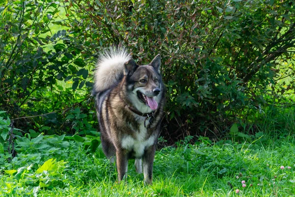 Jonge Energieke Mesties Hond Wandelingen Weide Huisdieren Run Honden Met — Stockfoto