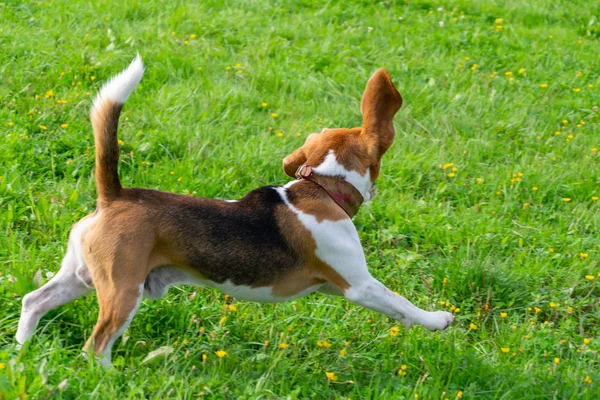 Der Junge Energische Beagle Spaziert Über Die Wiese Haustiere Auf — Stockfoto