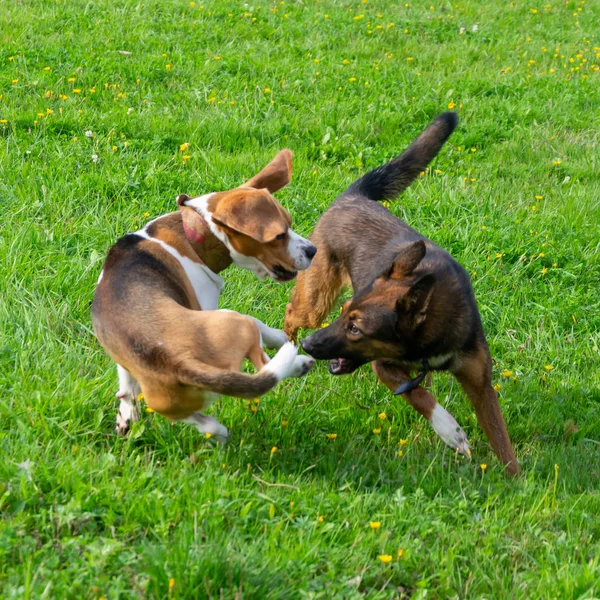 Genç Enerjik Beagle Çayır Yürür Hayvanlar Üzerinde Çalışma Köpekler Birbirleri — Stok fotoğraf