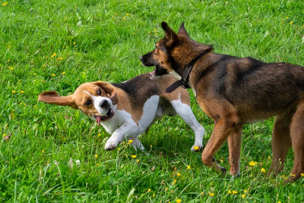 Jovem Enérgico Beagle Caminha Prado Animais Fuga Cães Brincam Uns — Fotografia de Stock