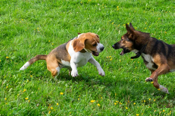 Unga Energiska Beagle Promenader Ängen Husdjur Springa Hundarna Leka Med — Stockfoto