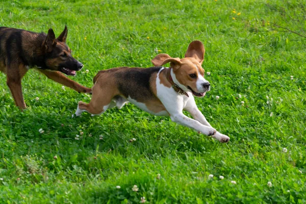 Unga Energiska Beagle Promenader Ängen Husdjur Springa Hundarna Leka Med — Stockfoto