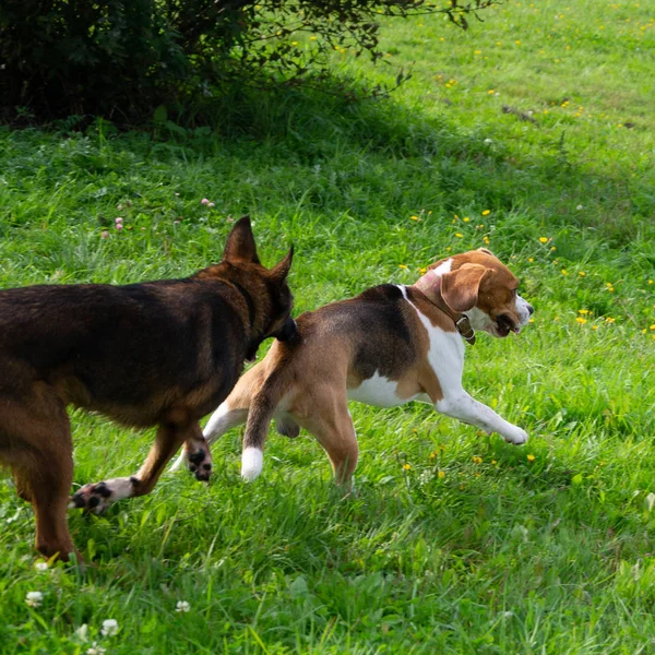 Joven Beagle Enérgico Camina Prado Mascotas Huyendo Perros Jugando Entre — Foto de Stock