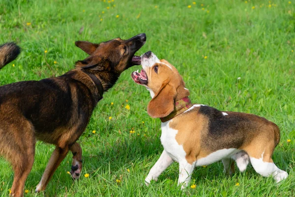 Genç enerjik beagle çayır yürür. Hayvanlar üzerinde çalışma, köpekler birbirleri ile oyun. Doğru iyi davranış