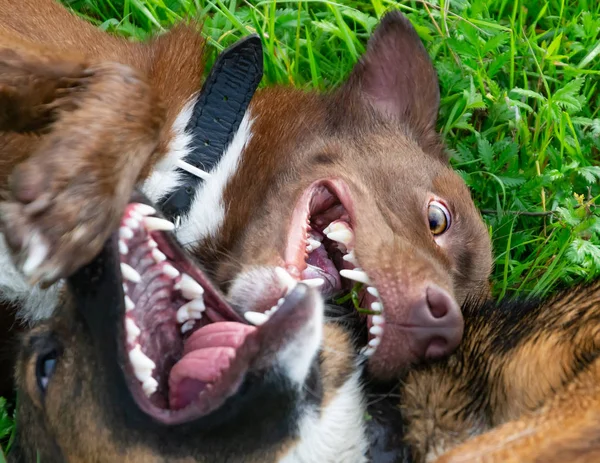 Anjing Muda Setengah Energik Berjalan Padang Rumput Hewan Peliharaan Dalam — Stok Foto