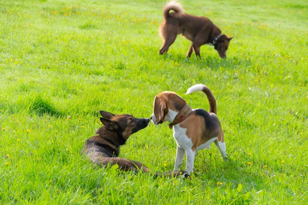 年轻精力充沛的小猎犬走在草地上 宠物在奔跑 狗玩耍 纠正良好行为 — 图库照片