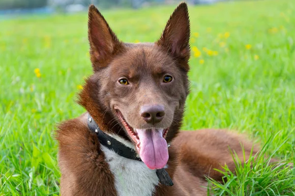 Unga Hundpromenader Energiska Halvblods Ängen Husdjur Springa Hundarna Leka Med — Stockfoto