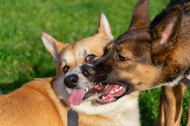 Genç enerjik corgi pembroke sahada bir köpekle oynamayı. Temiz havada neşeli gürültü patırtı. Davranış, köpek terbiye düzeltilmesi