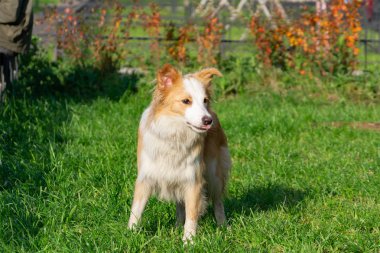 Genç enerjik kadın kenar onun sahibi ile yürüyüş kömür ocağı. Köpek ile uyumlu ilişki: eğitim ve öğretim. Isı ve susuzluk sıcak sezonu.