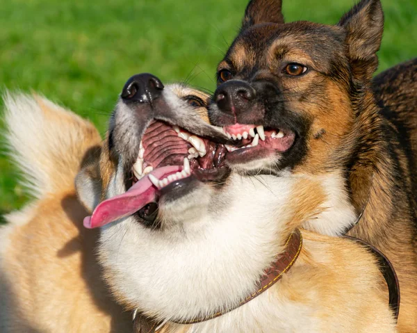 Fiatal Energikus Corgi Pembroke Játék Val Egy Kutya Pályán Boldog — Stock Fotó