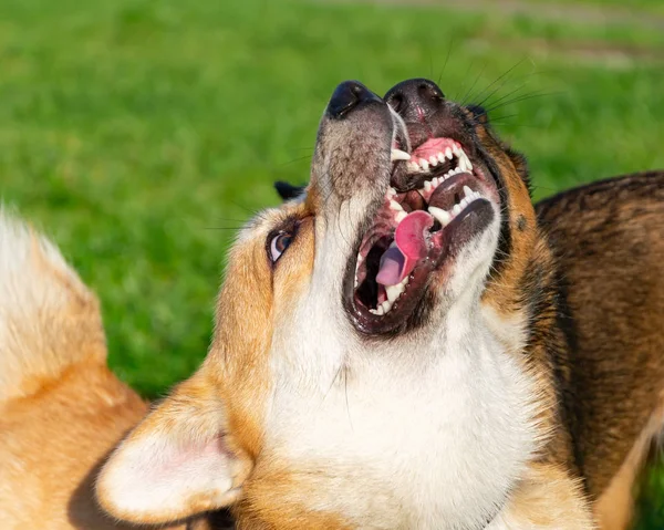 Joven Enérgico Corgi Pembroke Jugando Con Perro Campo Alegre Alboroto — Foto de Stock