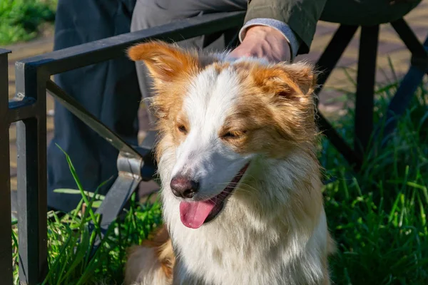 年轻精力充沛的女性边境牧羊犬与她的主人散步 与狗的和谐关系 教育和培训 炎热和口渴的季节 — 图库照片