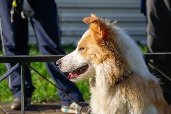 Jonge Energieke Vrouwelijke Bordercollie Wandelen Met Haar Eigenaar Harmonieuze Relatie — Stockfoto