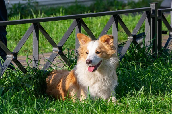 Jonge Energieke Vrouwelijke Bordercollie Wandelen Met Haar Eigenaar Harmonieuze Relatie — Stockfoto