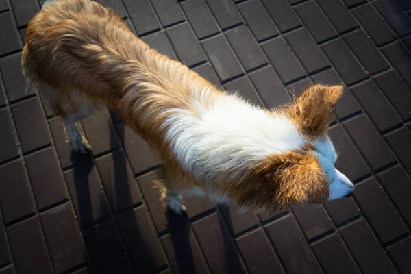 Young Energetic Female Border Collie Walking Her Owner Harmonious Relationship — Stock Photo, Image