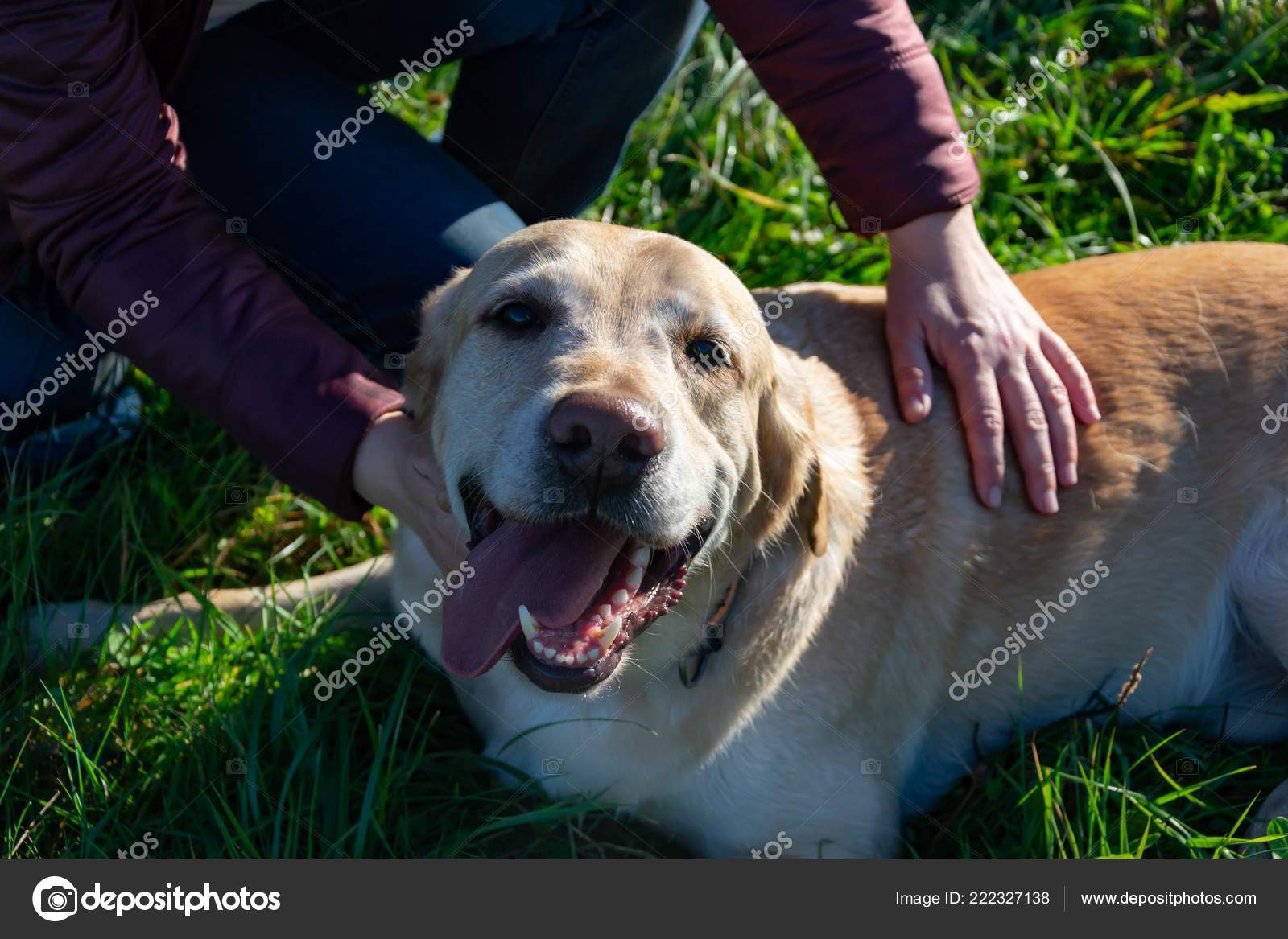 Are Labrador Retrievers Aggressive