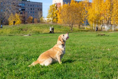 Güneş çarpması, yaz aylarında Evcil hayvan sağlığını. Labrador. Köpekler play ile onun sahibi, köpekler play Top ve yüzük, köpek yakalar anında ısırır, kemirmek ve havlıyor. Nasıl senin köpek ısınmasını korumak için. Oyuncak