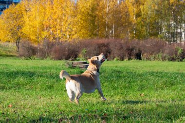 Güneş çarpması, yaz aylarında Evcil hayvan sağlığını. Labrador. Köpekler play ile onun sahibi, köpekler play Top ve yüzük, köpek yakalar anında ısırır, kemirmek ve havlıyor. Nasıl senin köpek ısınmasını korumak için. Oyuncak