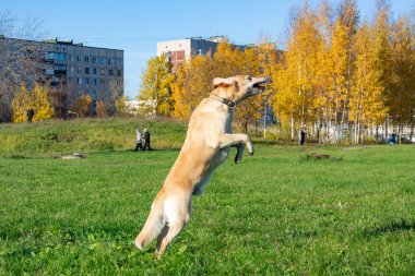 Güneş çarpması, yaz aylarında Evcil hayvan sağlığını. Labrador. Köpekler play ile onun sahibi, köpekler play Top ve yüzük, köpek yakalar anında ısırır, kemirmek ve havlıyor. Nasıl senin köpek ısınmasını korumak için. Oyuncak