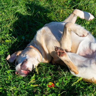 Güneş çarpması, yaz aylarında Evcil hayvan sağlığını. Labrador. Köpekler play ile onun sahibi, köpekler play Top ve yüzük, köpek yakalar anında ısırır, kemirmek ve havlıyor. Nasıl senin köpek ısınmasını korumak için. Oyuncak