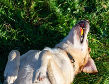 Güneş çarpması, yaz aylarında Evcil hayvan sağlığını. Labrador. Köpekler play ile onun sahibi, köpekler play Top ve yüzük, köpek yakalar anında ısırır, kemirmek ve havlıyor. Nasıl senin köpek ısınmasını korumak için.